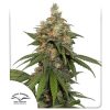 Buy Hifi 4G® Feminised Seeds | Dutch Passion Thailand