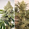Buy Feminized Cannabis Seeds - Hifi 4G® | Dutch Passion