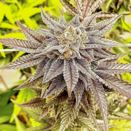 Hifi 4G® Weed Seeds in Thailand | Dutch Passion