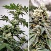 Buy Meringue® Cannabis Seeds in Thailand | Dutch Passion