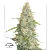 Buy Meringue® Feminised Seeds | Dutch Passion Thailand