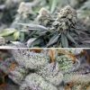 Buy Feminized Cannabis Seeds - Meringue® | Dutch Passion