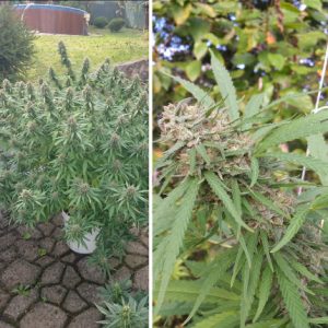 Buy Orange Bud ® Cannabis Seeds in Thailand | Dutch Passion