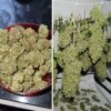 Buy Feminized Cannabis Seeds - Orange Bud ® | Dutch Passion
