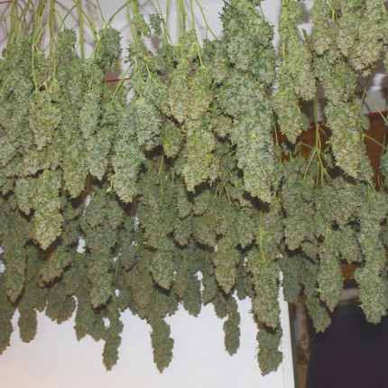 Power Plant Feminized Seeds | Dutch Passion