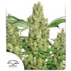 Buy Power Plant ® Feminised Seeds | Dutch Passion Thailand