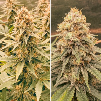 Feminised Seeds Power Plant ® | Dutch Passion Thailand
