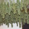 Power Plant ® Weed Seeds in Thailand | Dutch Passion