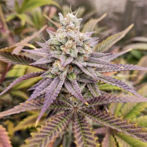 Buy Sugar Bomb Punch® Cannabis Seeds in Thailand | Dutch Passion