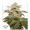 Buy Sugar Bomb Punch® Feminised Seeds | Dutch Passion Thailand