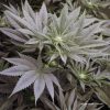 Buy Feminized Cannabis Seeds - Sugar Bomb Punch® | Dutch Passion