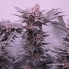 Sugar Bomb Punch® Weed Seeds in Thailand | Dutch Passion