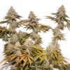 Buy Tropical Tangie Cannabis Seeds in Thailand | Dutch Passion