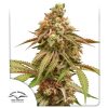 Buy Tropical Tangie Feminised Seeds | Dutch Passion Thailand