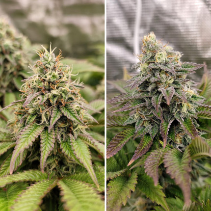 Buy Feminized Cannabis Seeds - Tropical Tangie | Dutch Passion
