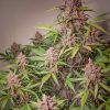Buy Feminized Cannabis Seeds - Auto Blackberry Kush ® | Dutch Passion