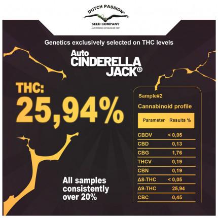 Auto Cinderella Jack ® Weed Seeds in Thailand | Dutch Passion
