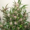 Feminised Seeds Auto Mimosa Punch | Dutch Passion Thailand