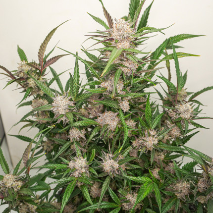 Feminised Seeds Auto Mimosa Punch | Dutch Passion Thailand