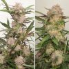 Buy Feminized Cannabis Seeds - Auto Mimosa Punch | Dutch Passion