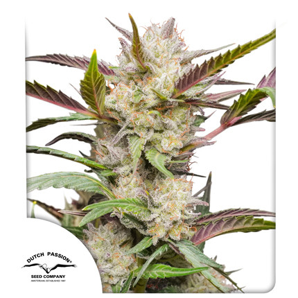 Buy Auto Mimosa Punch Feminised Seeds | Dutch Passion Thailand