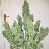 Auto Ultimate ® Weed Seeds in Thailand | Dutch Passion