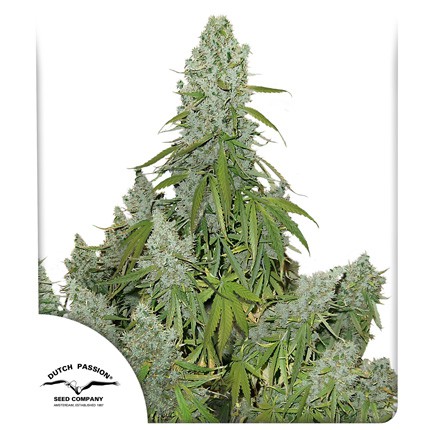 Buy Auto Ultimate ® Feminised Seeds | Dutch Passion Thailand