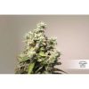 CBD Auto Charlotte's Angel® Weed Seeds in Thailand | Dutch Passion