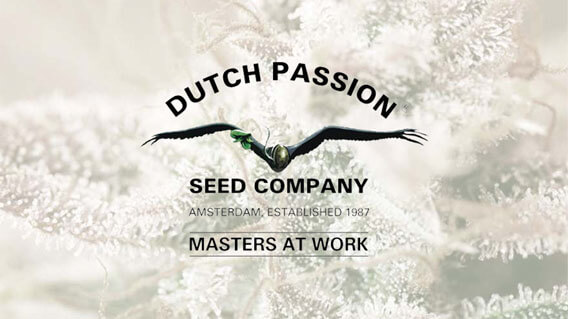 Marijuana Seeds Thailand For Sale | Dutch Passion
