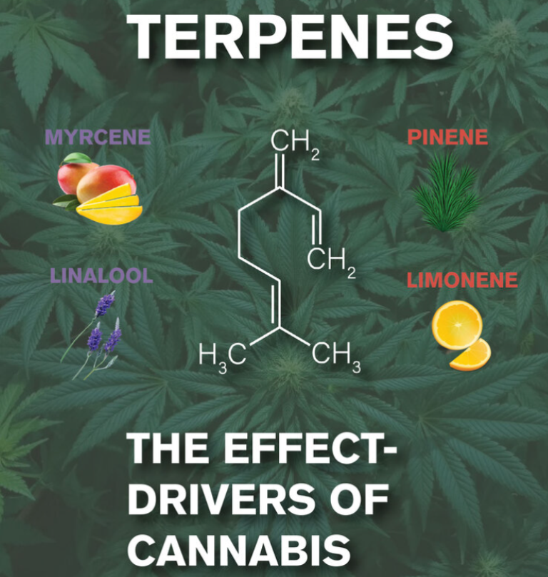 Understanding Cannabis Terpenes Aromas Flavors And Effects Dutch Passion Thailand 4750