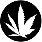 Hybrid cannabis seeds