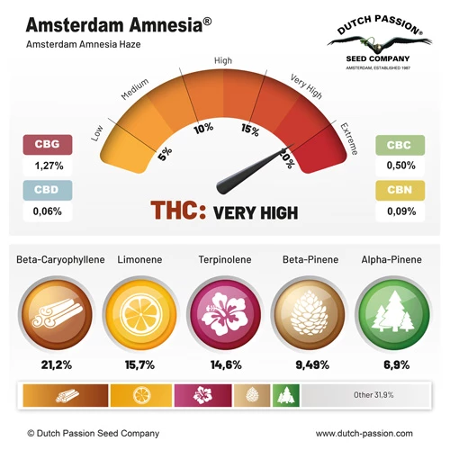 Amsterdam Amnesia Dutch Passion-seed company