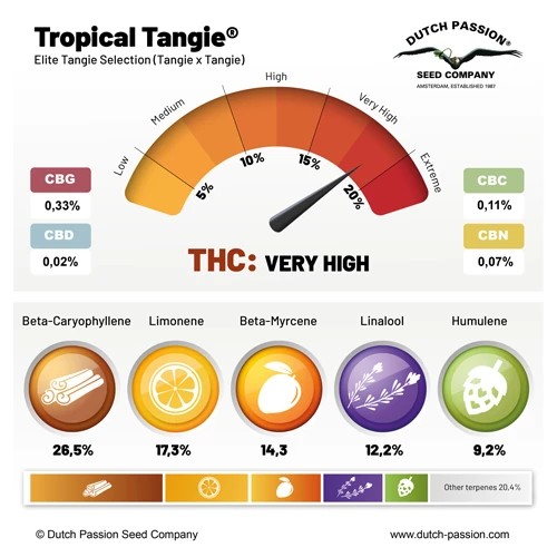 Tropical Tangie