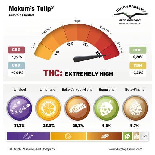 Mokums Tulip Terpenes and Cannabinoids